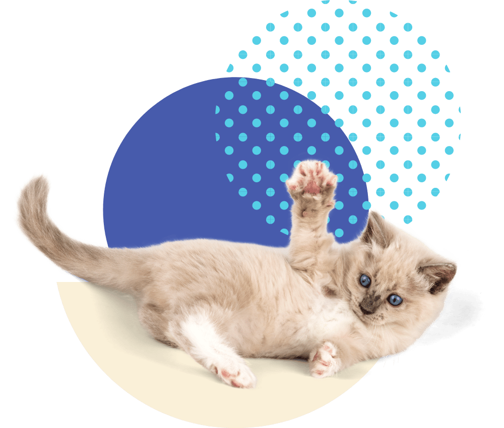 Purrfurably-Cats-blog-1
