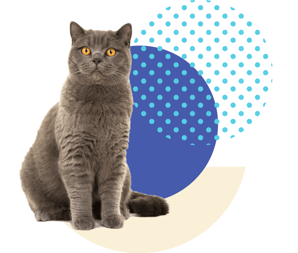 Purrfurably-Cats-services