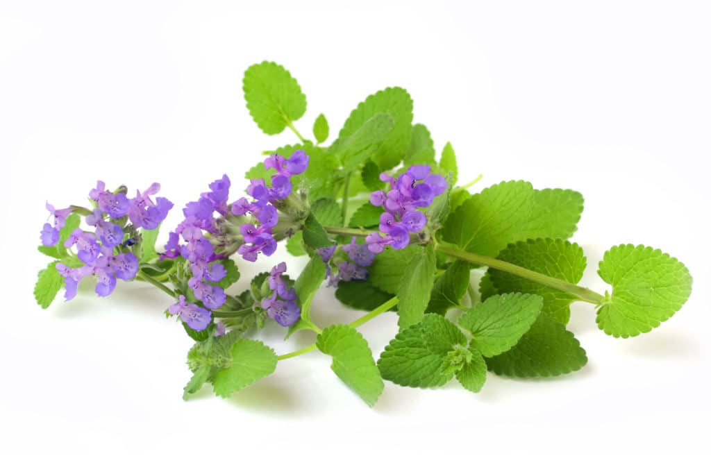 catnip-1024x683